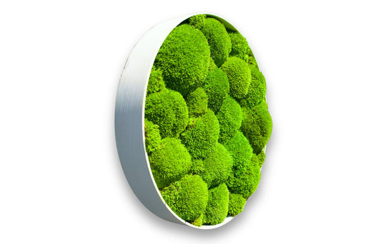 Okrúhly machový obraz z bobkového machu